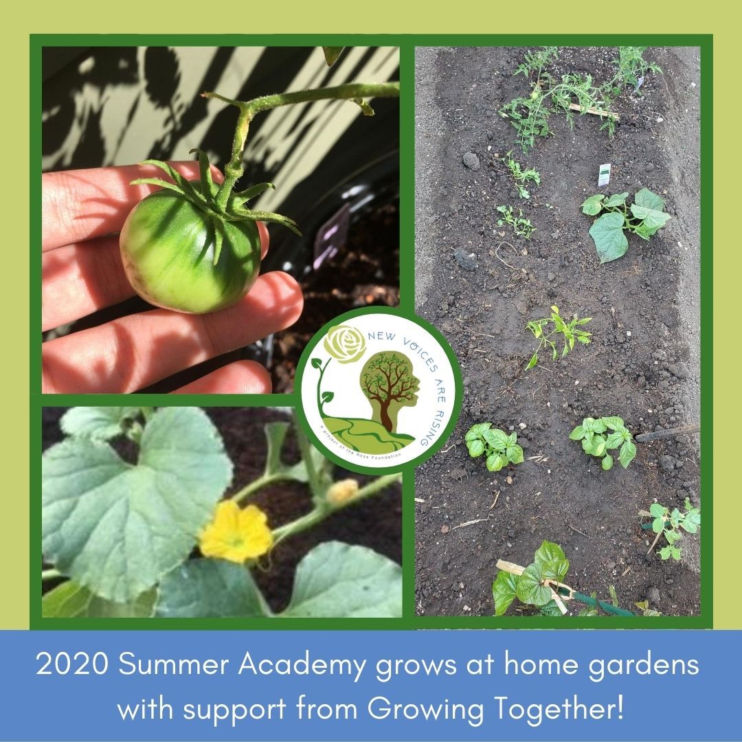 New Voices Student Gardens