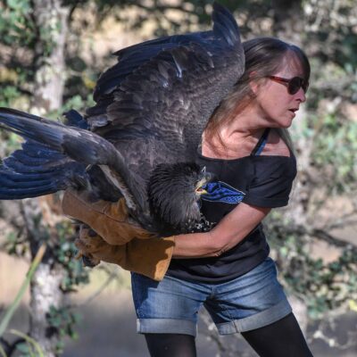 A person wearing glasses and denim shorts holds a large bird of prey on their arm in an outdoor setting.