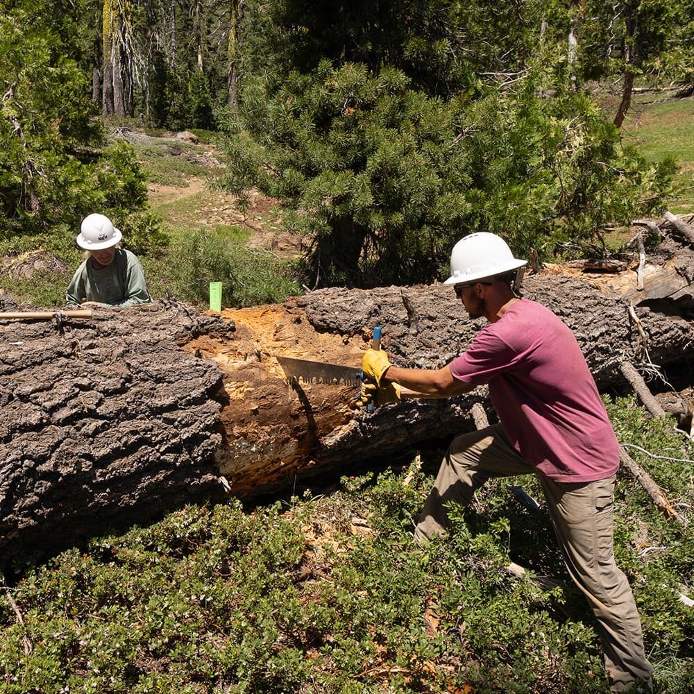 Two individuals in hard hats and gloves use a crosscut saw to cut through a fallen tree trunk in a forested area. One person pulls from the side and the other pushes from the opposite side. Dense greenery surrounds them under a sunny sky.