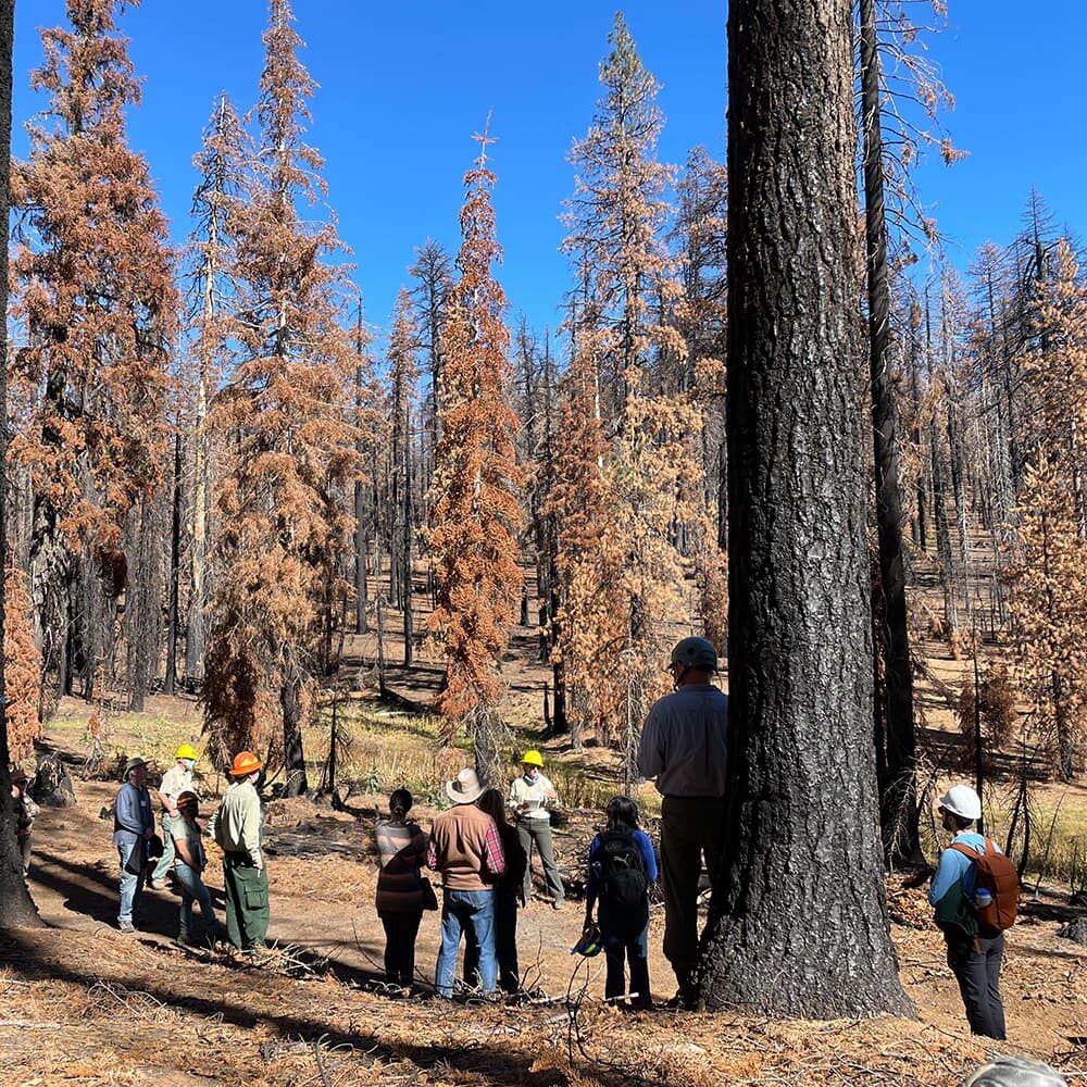 A group of people wearing helmets and outdoor gear gather around a large tree in a forest of tall, partially burned trees. The scene is set under a clear blue sky with dry, brownish vegetation on the ground. Some of the participants are engaged in discussion.