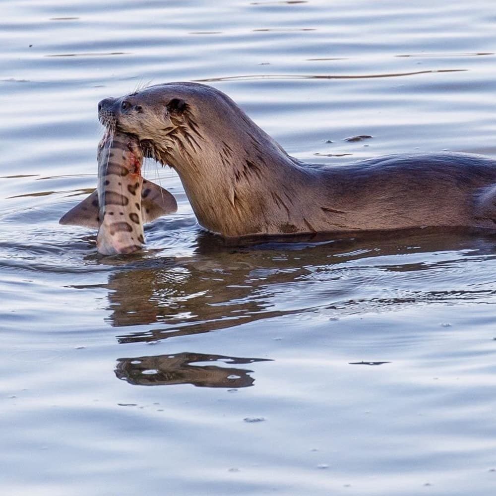 An otter partially submerged in water has caught and is holding a fish in its mouth. The fish is limp and appears freshly caught, with visible markings on its body. The background consists of rippling water.