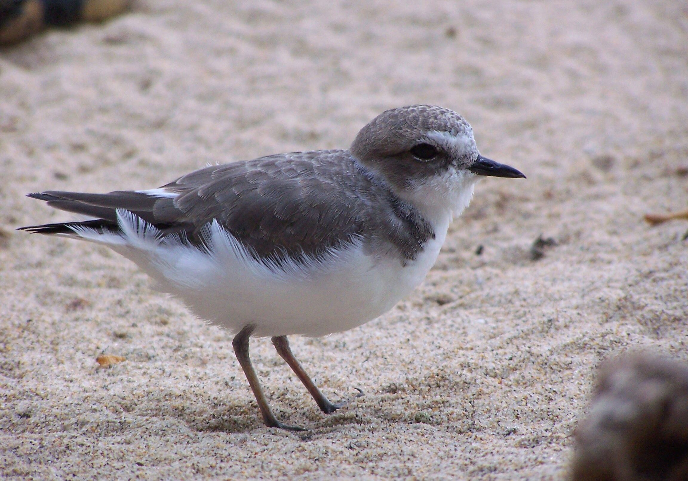 A small bird with grey and white feathers standing on sandy ground.