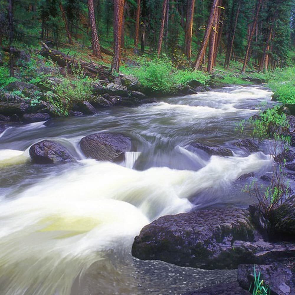 A serene forest stream flows over rocks, surrounded by lush green foliage and tall pine trees. The water appears smooth and slightly blurred, indicating a gentle flow, creating a peaceful and refreshing scene.