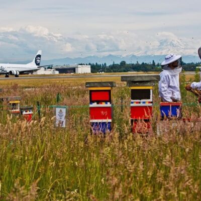 Two beekeepers in protective clothing tend to colorful beehives in a grassy field near an airport runway. An airplane is taxiing in the background with mountains visible in the distance under a cloudy sky.