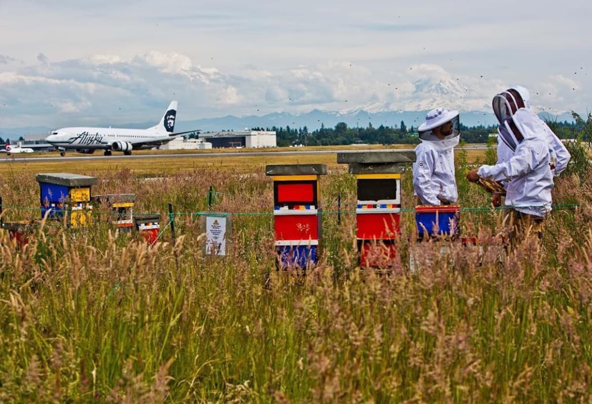 Two beekeepers in protective clothing tend to colorful beehives in a grassy field near an airport runway. An airplane is taxiing in the background with mountains visible in the distance under a cloudy sky.